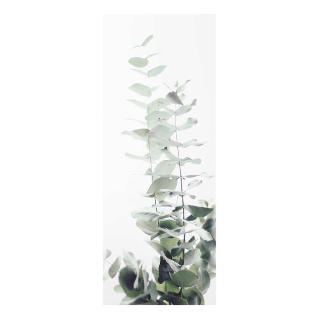 Glass print - Eucalyptus In White Light