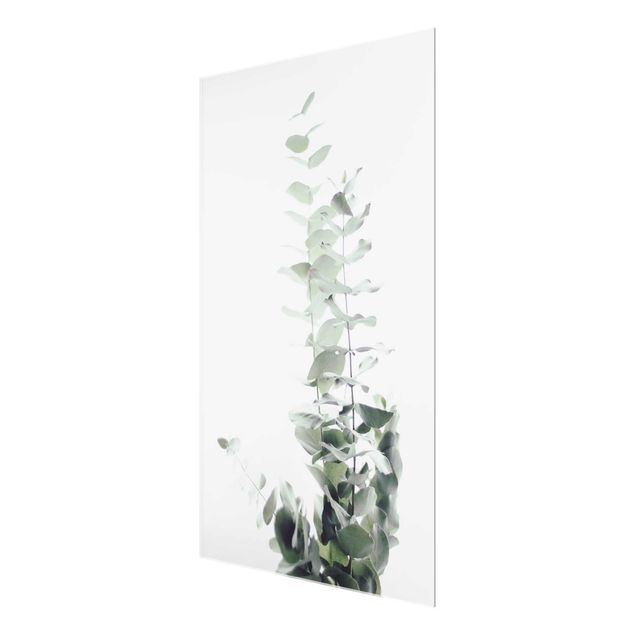 Glass print - Eucalyptus In White Light