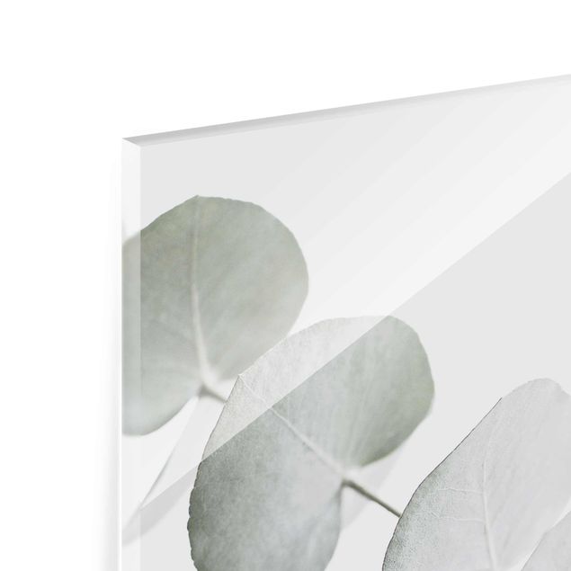 Glass print - Eucalyptus Branch In White Light