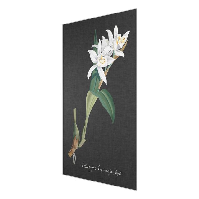 Glass print - White Orchid On Linen II