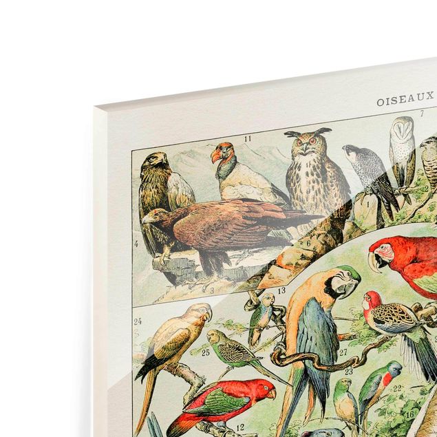 Glass print - Vintage Board Birds