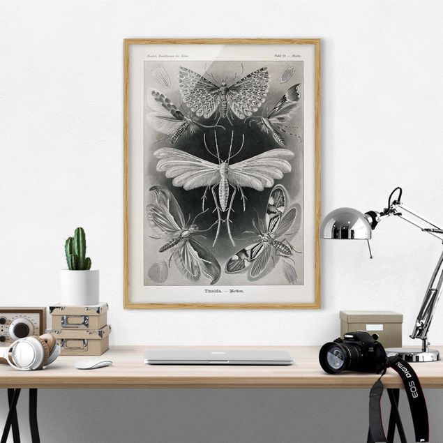 Framed poster - Vintage Board Moths And Butterflies