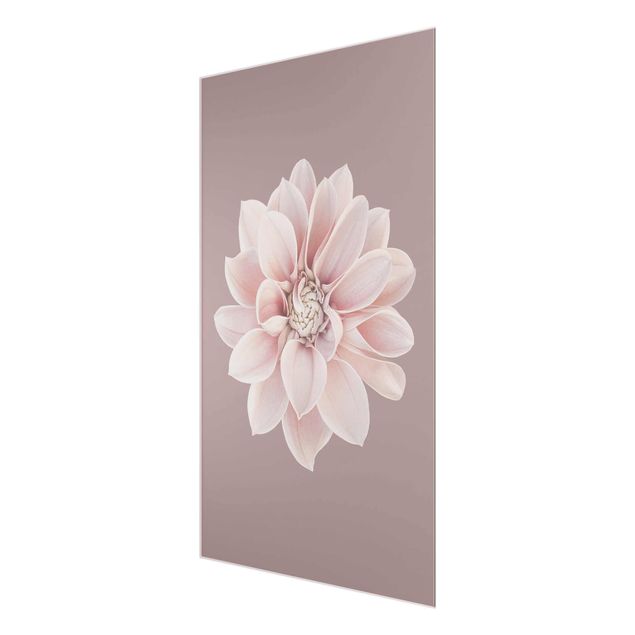 Glass print - Dahlia Flower Lavender White Pink
