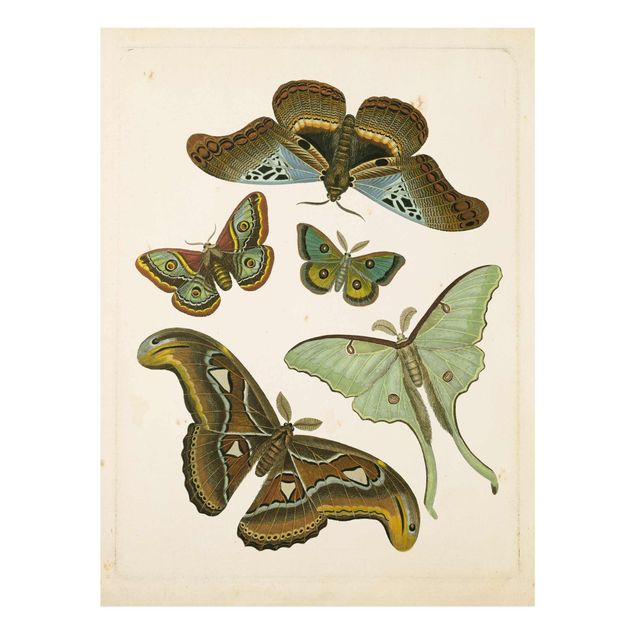 Glass print - Vintage Illustration Exotic Butterflies II