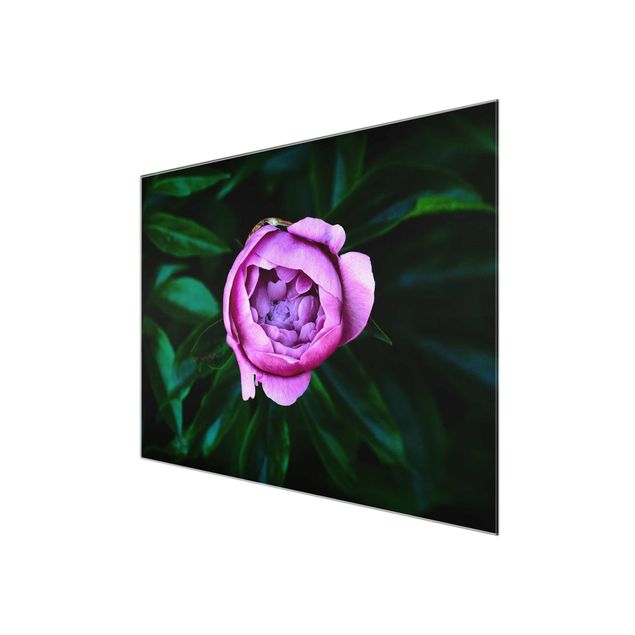 Glass print - Purple Peonies Blossoms In Front Of Leaves