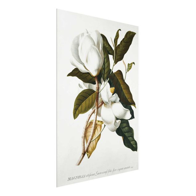 Glass print - Georg Dionysius Ehret - Magnolia