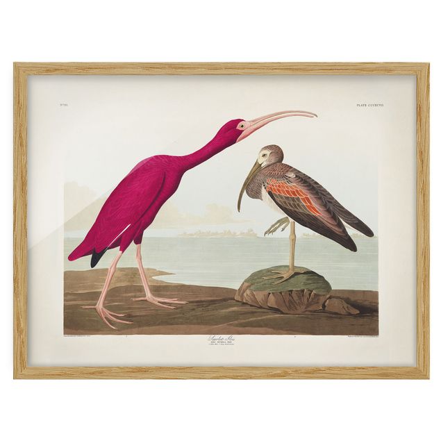 Framed poster - Vintage Board Red Ibis