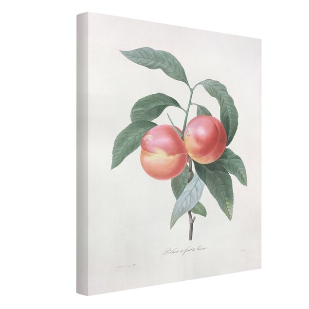 Print on canvas - Botany Vintage Illustration Peach