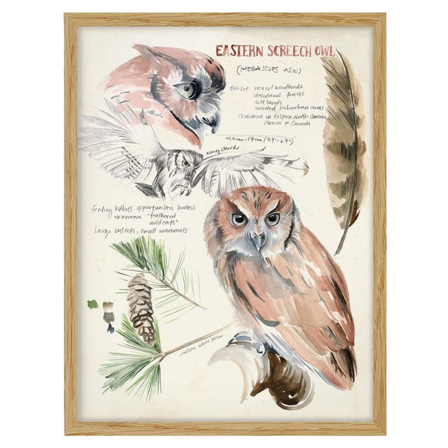 Framed poster - Wilderness Journal - Owl