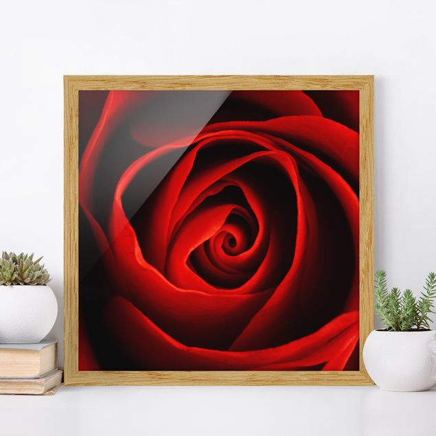 Framed poster - Lovely Rose