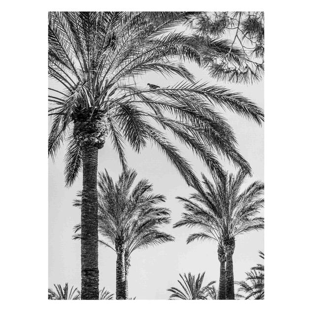 Print on canvas - Palm Trees At Sunset Black And White