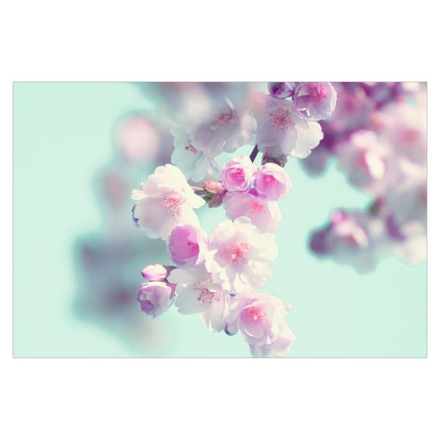 Walpaper - Colourful Cherry Blossoms