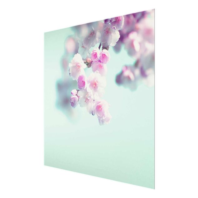 Glass print - Colourful Cherry Blossoms