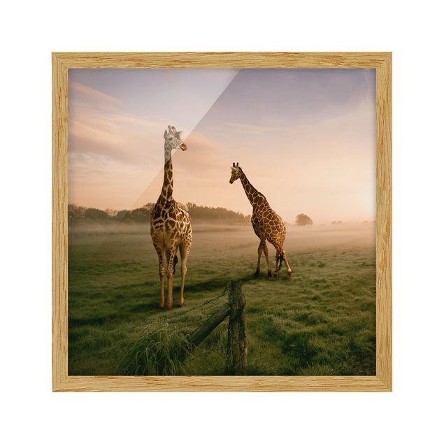 Framed poster - Surreal Giraffes