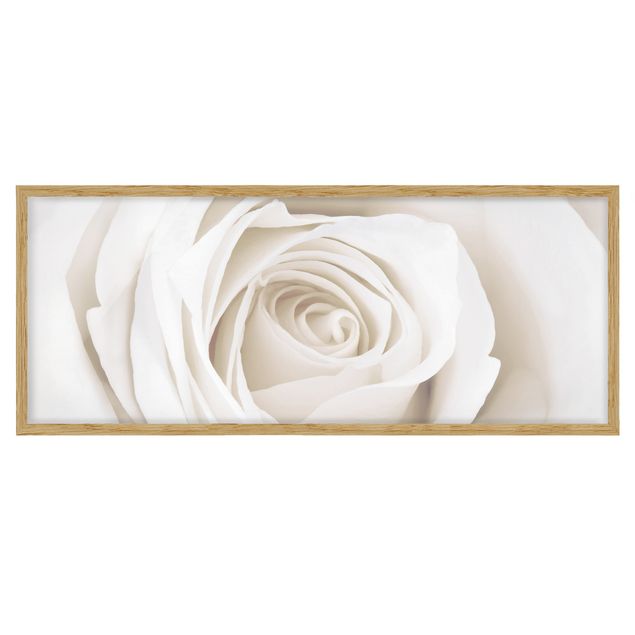 Framed poster - Pretty White Rose