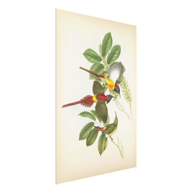 Glass print - Vintage Illustration Tropical Birds III