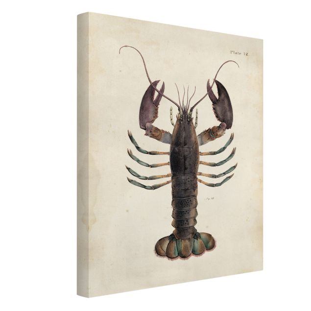 Print on canvas - Vintage Illustration Lobster
