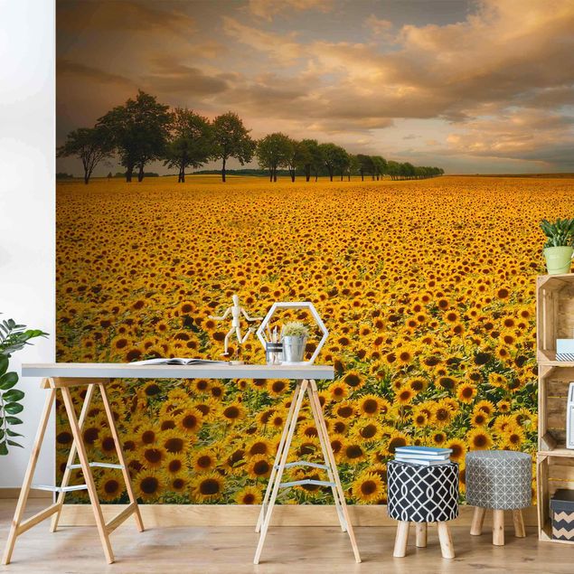 Wallpapers Field With Sunflowers