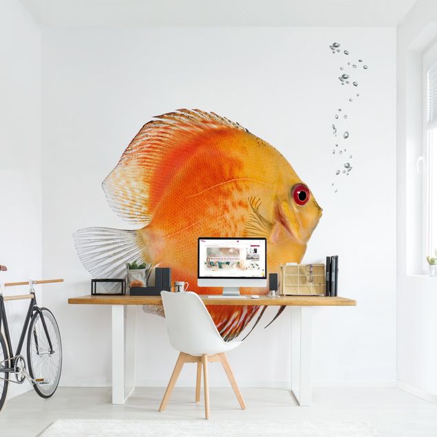 Wallpapers Fire Red Discus fish