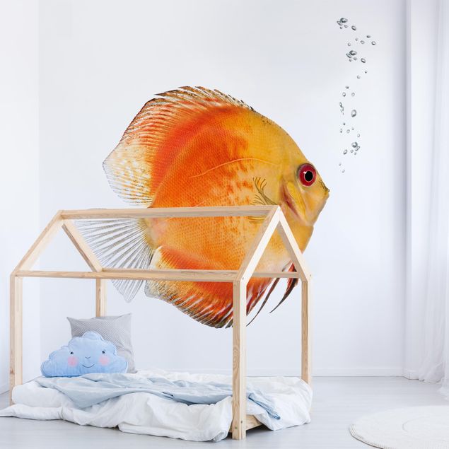 Wallpaper - Fire Red Discus fish