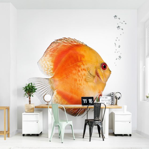 Wallpaper - Fire Red Discus fish