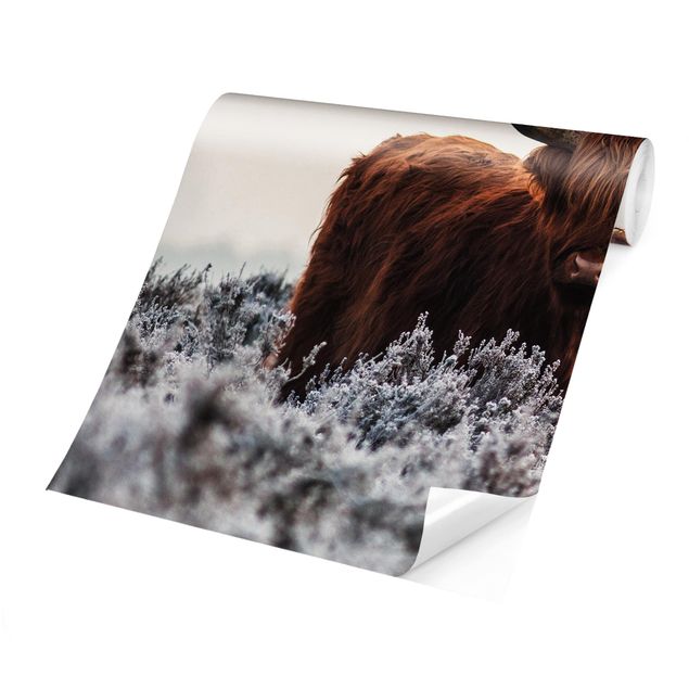 Wallpaper - Bison In The Highlands