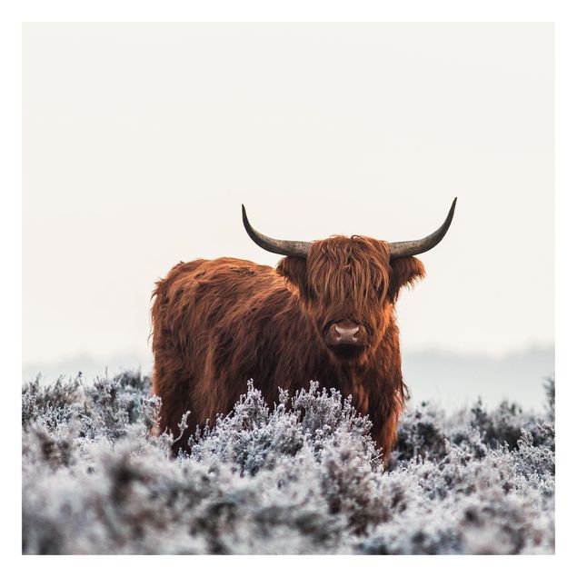 Wallpaper - Bison In The Highlands
