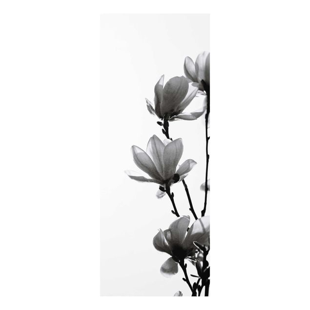 Glass print - Herald Of Spring Magnolia Black And White