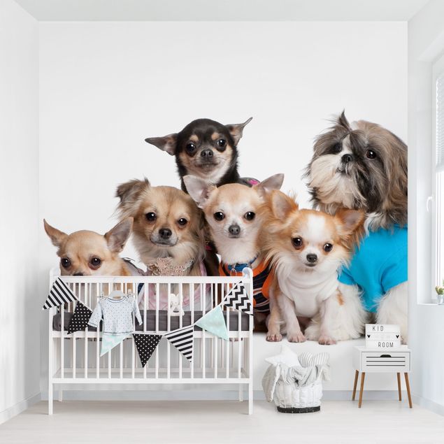 Wallpapers Five Chihuahuas And A Shi