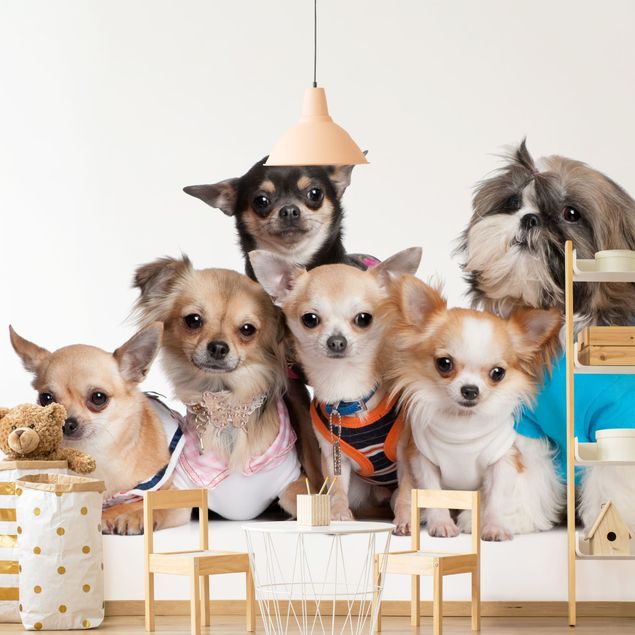 Wallpaper - Five Chihuahuas And A Shi