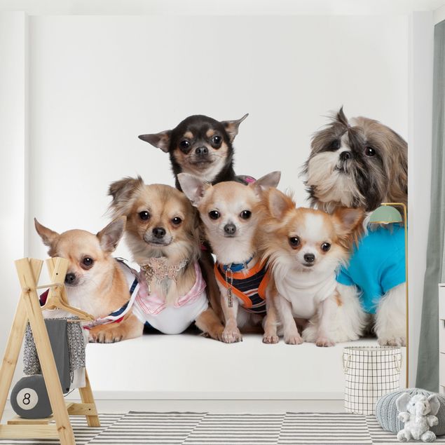 Wallpaper - Five Chihuahuas And A Shi