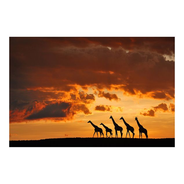 Wallpaper - Five Giraffes