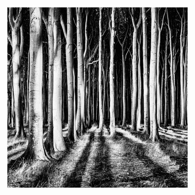 Wallpaper - Spooky Forest