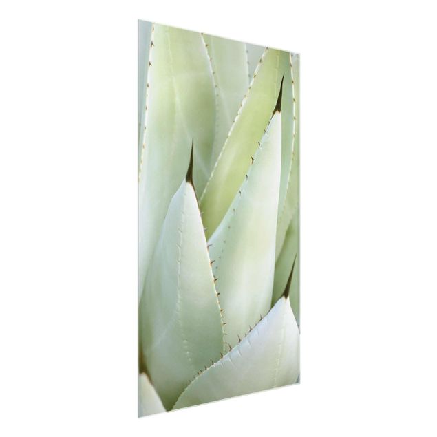 Glass print - Aloe