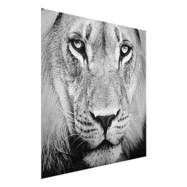 Glass print - Old Lion