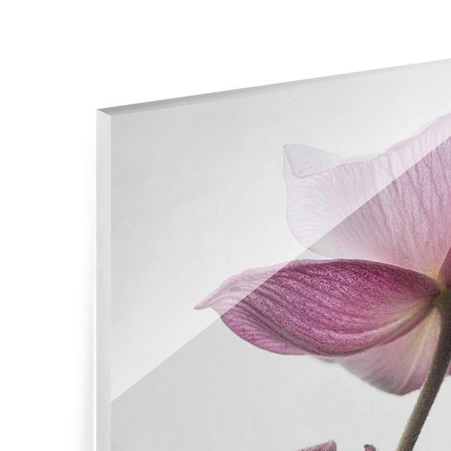 Glass print - Anemone In Light Pink