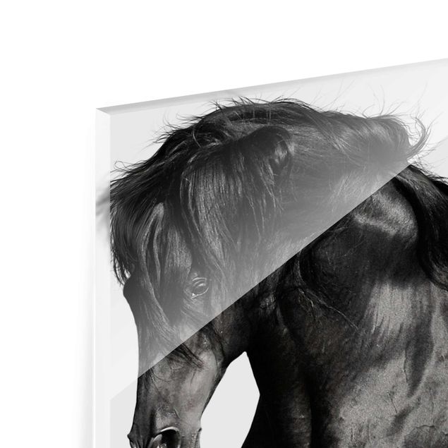 Glass print - Arabian Stallion