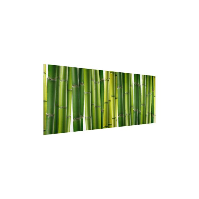 Glass print - Bamboo Plants