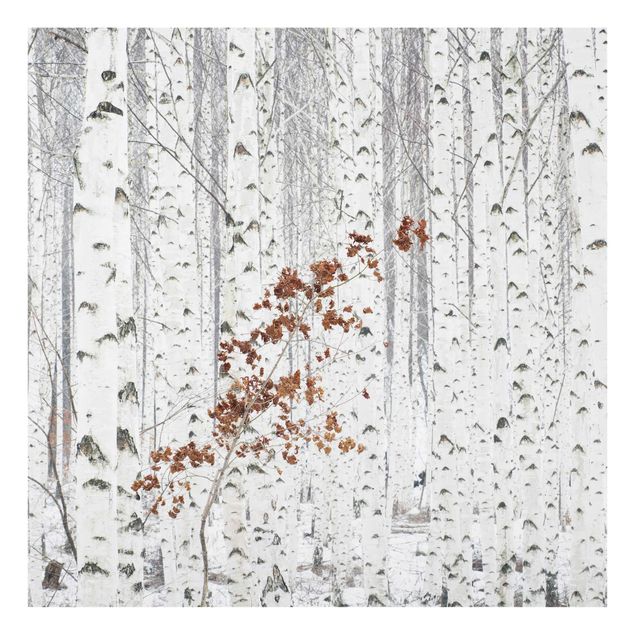 Glass print - Birch Trees In Autumn