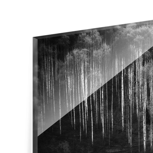 Glass print - Birch Forest In Aspen