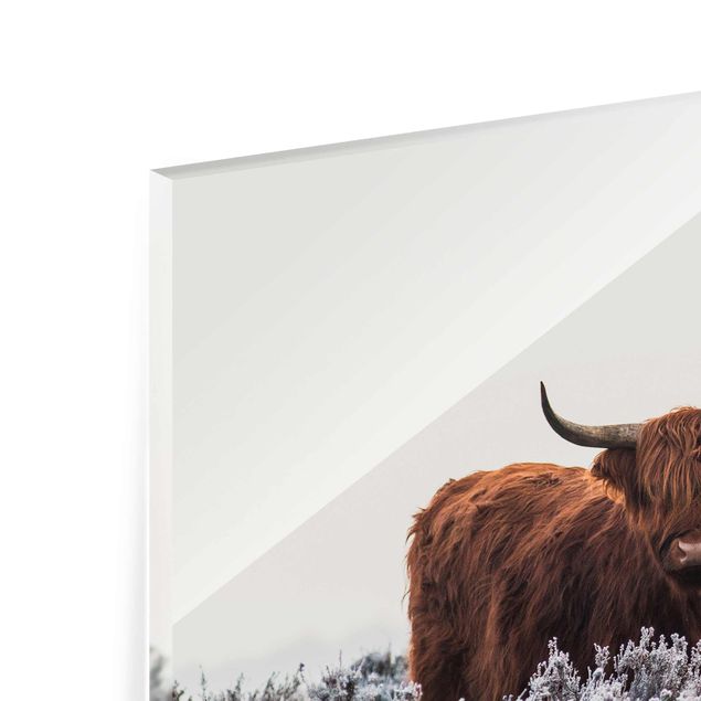 Glass print - Bison In The Highlands