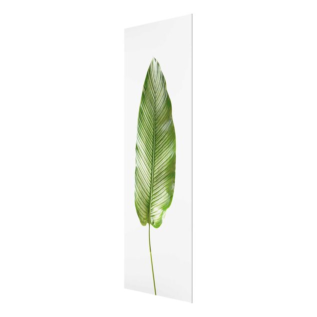Glass print - Leaf Calathea Ornata 01