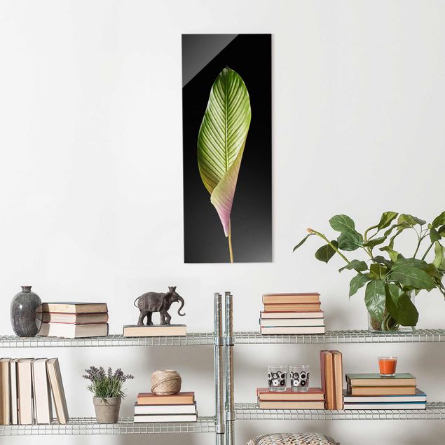 Glass print - Leaf Calathea Ornata On Black 03