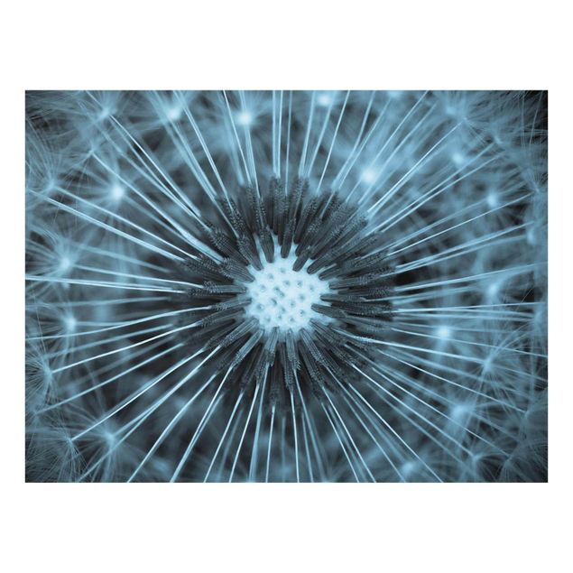 Glass print - Blue Tinted Dandelion