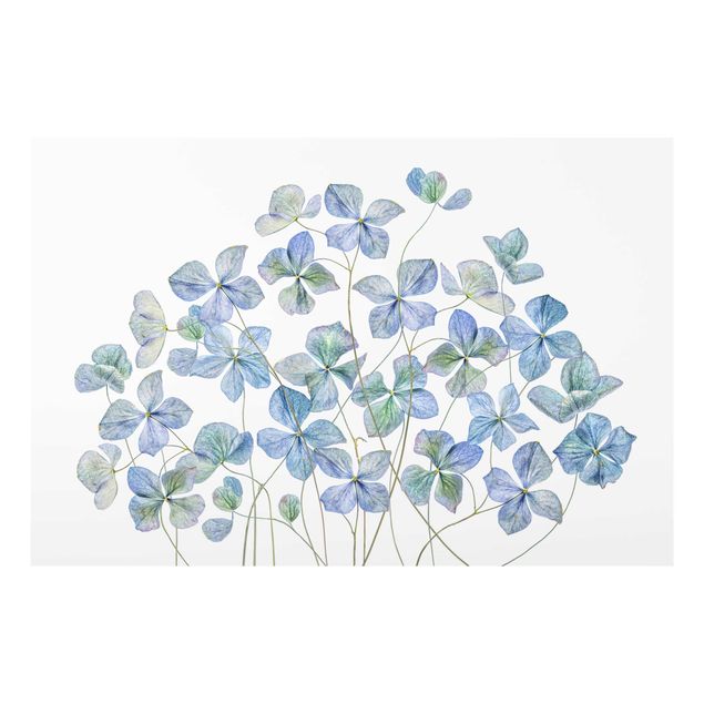 Glass print - Blue Hydrangea Flowers