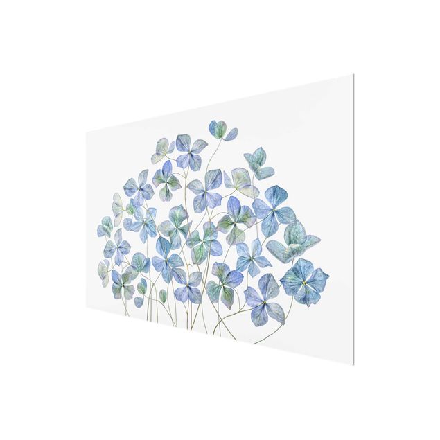 Glass print - Blue Hydrangea Flowers