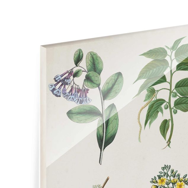 Glass print - Botanical Poster I
