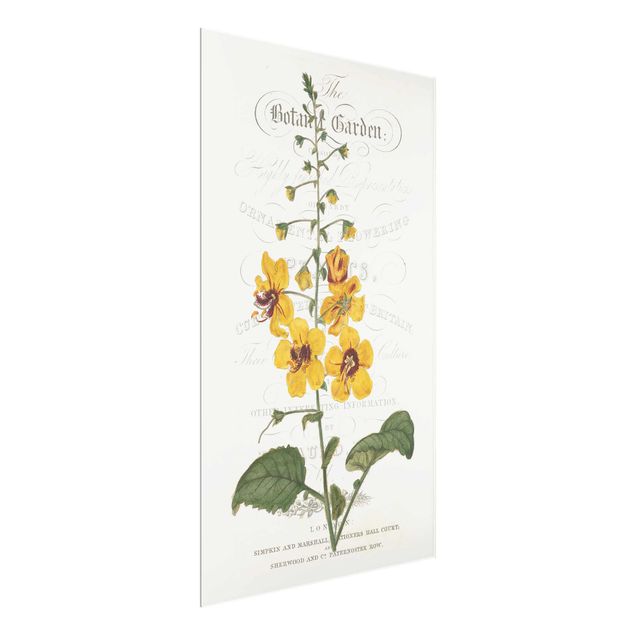 Glass print - Botanical Tableau - Mullein