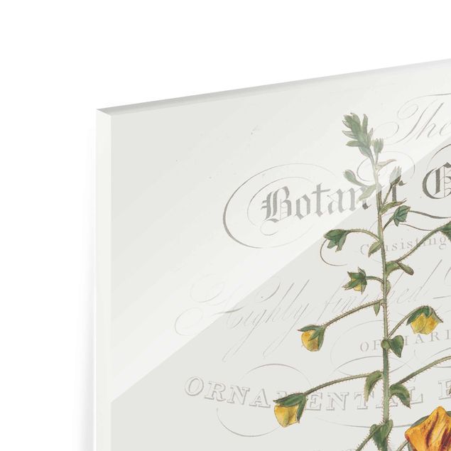 Glass print - Botanical Tableau - Mullein