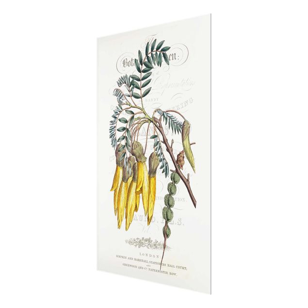 Glass print - Botanical Tableau - Schnurbaum